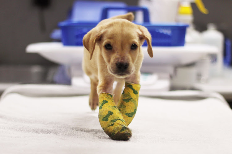 perros en adopción en San Antonio