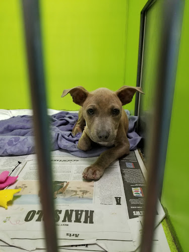 perros en adopción en San Antonio