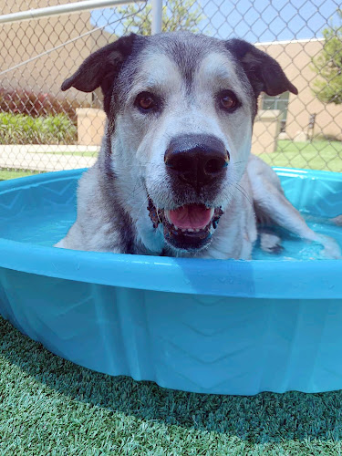 perros en adopción en San Antonio