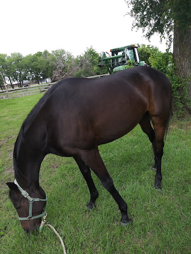 caballos de venta en Dallas