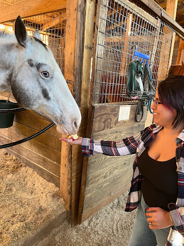 caballos de venta en Dallas