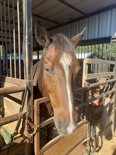 caballos de venta en Dallas